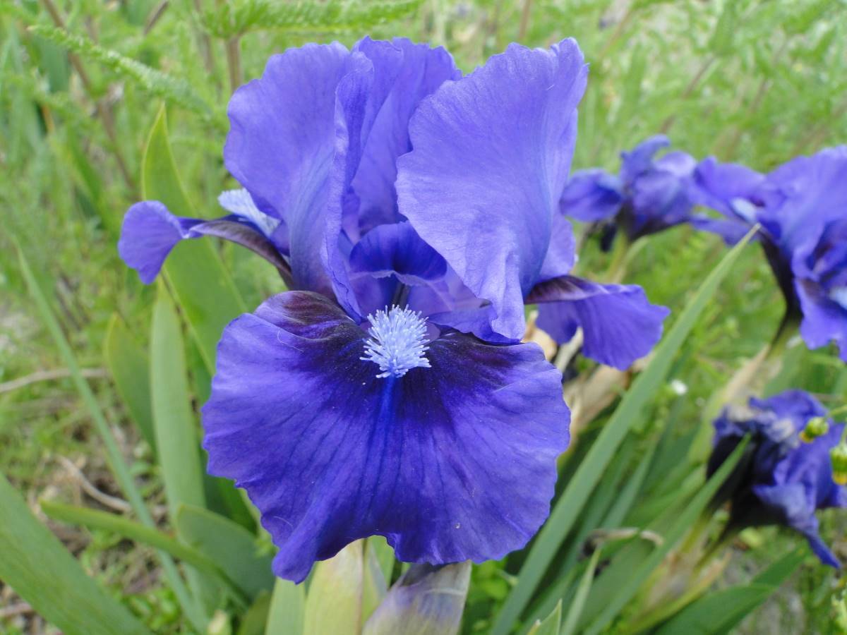 Iris pumila Dark Blue